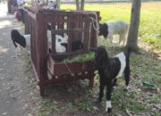 15 Kambing Padang Panjang Ikuti Kontes Ternak di Payakumbuh