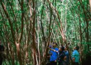 Panen Agustus, PT Semen Padang Tinjau Lokasi Tanaman Kaliandra di HKm Sialangan
