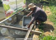 Semen Padang Buktikan Efektivitas Maggot untuk Tingkatkan Pertumbuhan Ikan Nila