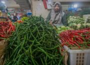 Harga Cabai Merah dan Hijau Turun Signifikan